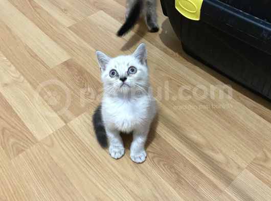 Sağlıklı Oyuncu Lynx Point görsel