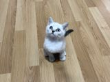 Sağlıklı Oyuncu Lynx Point