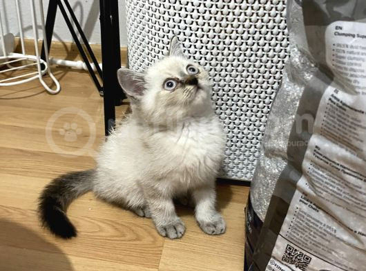 Sağlıklı Oyuncu Lynx Point görsel