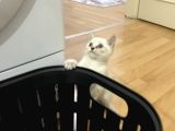 Sağlıklı Oyuncu Lynx Point
