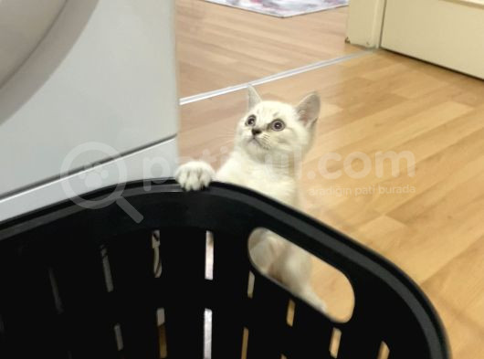Sağlıklı Oyuncu Lynx Point görsel