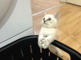 Sağlıklı Oyuncu Lynx Point