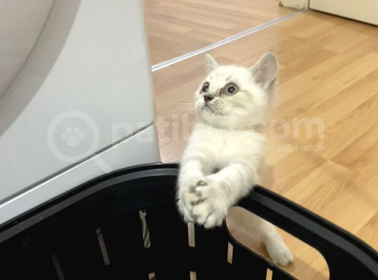 Sağlıklı Oyuncu Lynx Point görsel