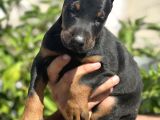 Safkan Doberman Yavrular