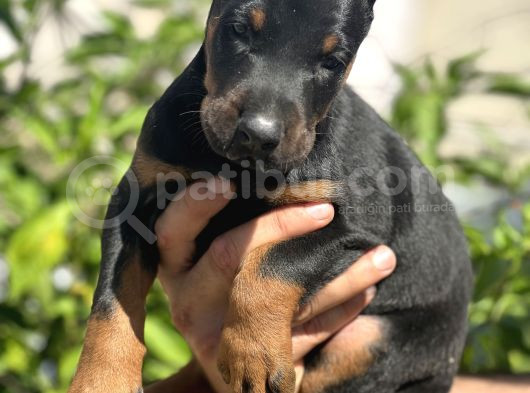 Safkan Doberman Yavrular görsel