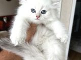 Safkan Bri̇ti̇sh Longhai̇r Yavrum Her İle Gönderi̇m