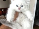 Safkan Bri̇ti̇sh Longhai̇r Yavrum Her İle Gönderi̇m