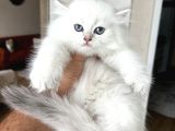 SAFKAN BRİTİSH LONGHAİR YAVRUM HER İLE GÖNDERİM