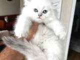 Safkan Bri̇ti̇sh Longhai̇r Yavrum Her İle Gönderi̇m
