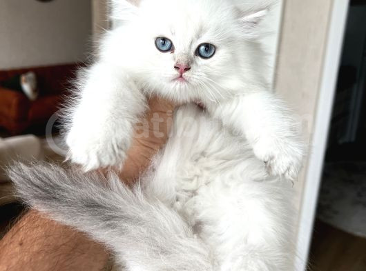 Safkan Bri̇ti̇sh Longhai̇r Yavrum Her İle Gönderi̇m görsel