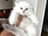 Safkan Bri̇ti̇sh Longhai̇r Yavrum Her İle Gönderi̇m
