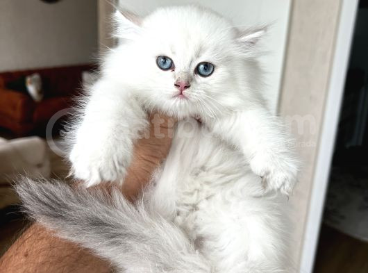 Safkan Bri̇ti̇sh Longhai̇r Yavrum Her İle Gönderi̇m görsel