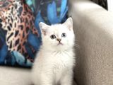 Aşiri Güzel Bri̇ti̇sh Si̇lver Poi̇nt Yavrum Her İle Gönderi̇m
