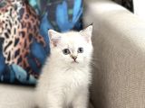 Aşiri Güzel Bri̇ti̇sh Si̇lver Poi̇nt Yavrum Her İle Gönderi̇m