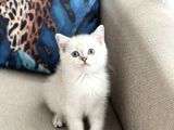 Aşiri Güzel Bri̇ti̇sh Si̇lver Poi̇nt Yavrum Her İle Gönderi̇m