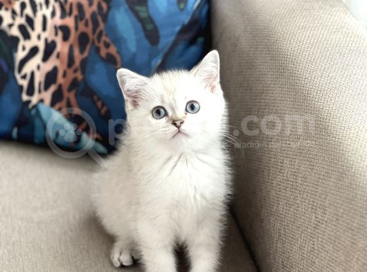 Aşiri Güzel Bri̇ti̇sh Si̇lver Poi̇nt Yavrum Her İle Gönderi̇m görsel