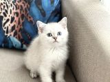 Aşiri Güzel Bri̇ti̇sh Si̇lver Poi̇nt Yavrum Her İle Gönderi̇m