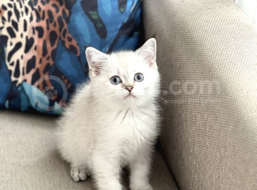 Aşiri Güzel Bri̇ti̇sh Si̇lver Poi̇nt Yavrum Her İle Gönderi̇m görsel