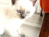 British Shorthair Blue Poit