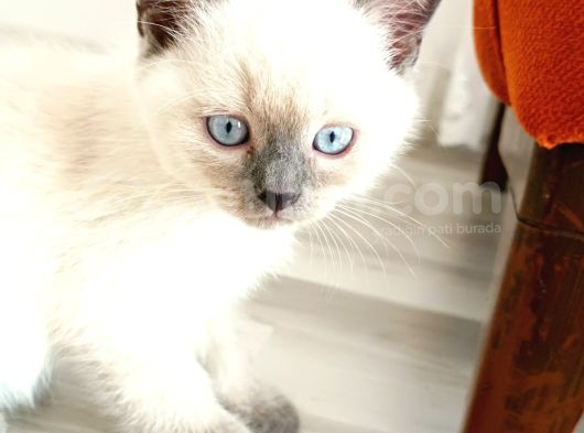 British Shorthair Blue Poit