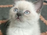 British Shorthair Blue Poit