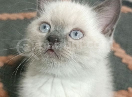 British Shorthair Blue Poit görsel