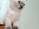 British Shorthair Blue Poit