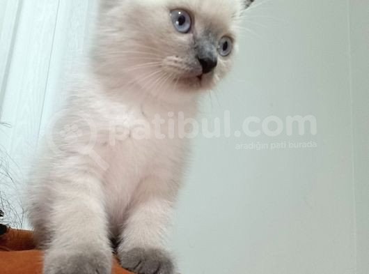British Shorthair Blue Poit görsel