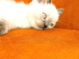 British Shorthair Blue Poit