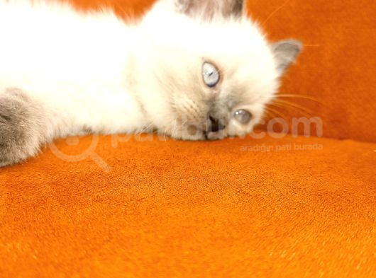 British Shorthair Blue Poit görsel