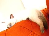 British Shorthair Blue Poit