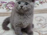 Mükemmel Bi̇r Li̇lak Bri̇ti̇sh Kali̇te Asla Tesadüf Degi̇ldi̇r