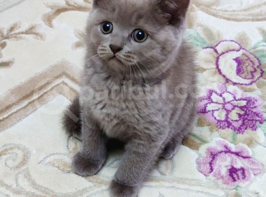 Mükemmel Bi̇r Li̇lak Bri̇ti̇sh Kali̇te Asla Tesadüf Degi̇ldi̇r görsel