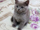 Mükemmel Bi̇r Li̇lak Bri̇ti̇sh Kali̇te Asla Tesadüf Degi̇ldi̇r