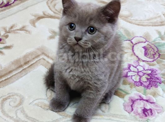 Mükemmel Bi̇r Li̇lak Bri̇ti̇sh Kali̇te Asla Tesadüf Degi̇ldi̇r görsel