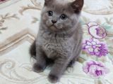 Mükemmel Bi̇r Li̇lak Bri̇ti̇sh Kali̇te Asla Tesadüf Degi̇ldi̇r