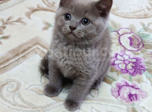 Mükemmel Bi̇r Li̇lak Bri̇ti̇sh Kali̇te Asla Tesadüf Degi̇ldi̇r görsel