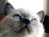 British Shorthair Blue Poit