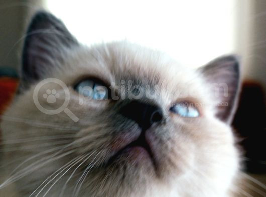 British Shorthair Blue Poit görsel