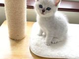 Adnan Oktarin Gerçek Kedi̇leri̇