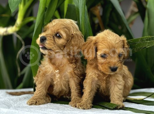 Petshop Mağazamızdan Kampanyalı Maltipo Yavrularım görsel