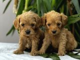 Petshop mağazamızdan kampanyalı maltipo yavrularım