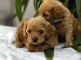 Petshop Mağazamızdan Kampanyalı Maltipo Yavrularım