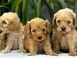 Petshop Mağazamızdan Kampanyalı Maltipo Yavrularım