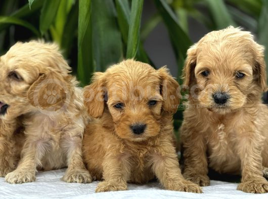 Petshop Mağazamızdan Kampanyalı Maltipo Yavrularım görsel