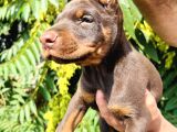 Safkan Doberman Yavrular
