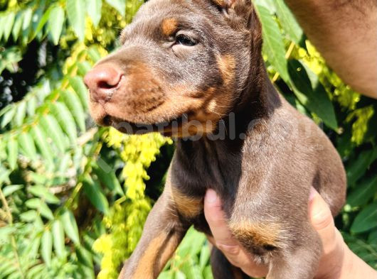 Safkan Doberman Yavrular görsel