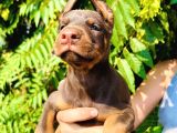 Safkan Doberman Yavrular