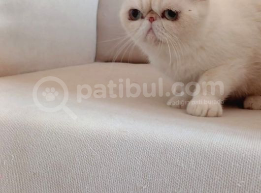Sağlikli 2 Yaşinda Di̇şi̇ görsel