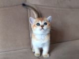 Mükemmel Kalite British Shorthair Yavrular